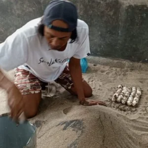 Awas , Sindikat Perdagangan Penyu Berkeliaran di Pesisir Pantai Selatan Pacitan
