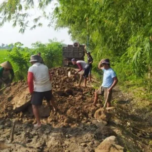 Permudah Aktifitas Petani, Pemdes Banjarsari Laksanakan Pengurugan Jalan Usaha Tani