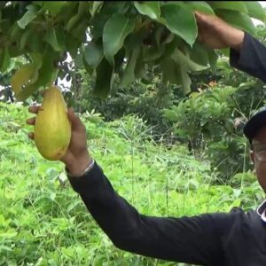 Petani Alpukat Yellow di Magetan Hasilkan Cuan Jutaan Rupiah