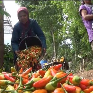 Harga Merangkak, Petani Cabe di Magetan Ketiban Rezeki Melimpah