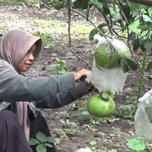 Puluhan Ribu Buah Jeruk Pamelo Petani Dipesan Untuk Perayaan Implek