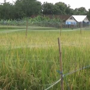 Ratusan Hektar Padi Siap Panen di Magetan Diserang Hama Burung dan Ulat
