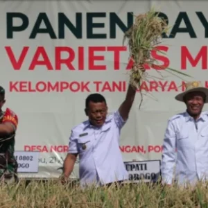 Panen Raya Padi, Bupati Ingin Luasan Lahan Bertambah