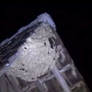 Petugas Evakuasi Sarang Tawon Beracun Resahkan Warga Maospati