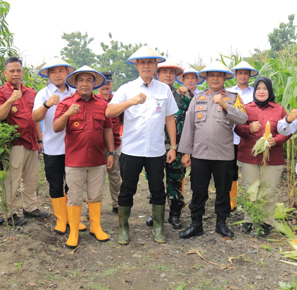 Tingkatakan Produktifitas Ketahanan Pangan, Lapas Kelas I Surabaya Sukses Panen 2 Ton Jagung