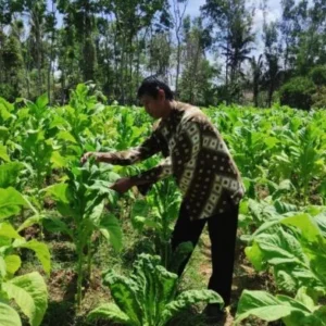 Pemerintah Dukung Petani Tembakau Dengan Harga Yang Stabil Dan BLT DBHCHT