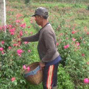 Jelang Ramadhan Berkah Petani Bunga Mawar Gunung Lawu