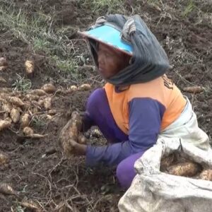 Jelang Ramadhan Petani Ketela Rambat Di Lereng Lawu Tertimpa Berkah