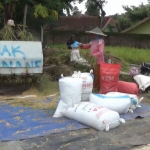 Musim Panen Padi Awal Harga Jual Gabah Petani Anjlok