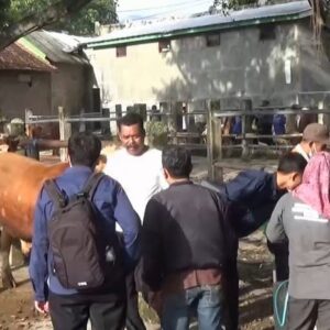 Kemenag Magetan Imbau Warga Tak Khawatir Virus PMK Merebak