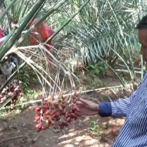 Ramadhan Berkah Bagi Petani Buah Kurma di Magetan