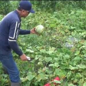 Ramadhan, Petani Buah Di Magetan ketiban Berkah