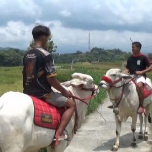 Menunggu Waktu Berbuka Puasa Warga Magetan Tunggangi Sapi Keliling Desa