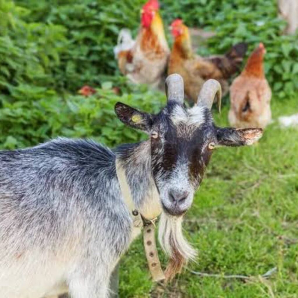 Program Domba Berganti Ayam Petelur, Reinkarnasi Kegagalan atau Kesejahteraan Bojonegoro