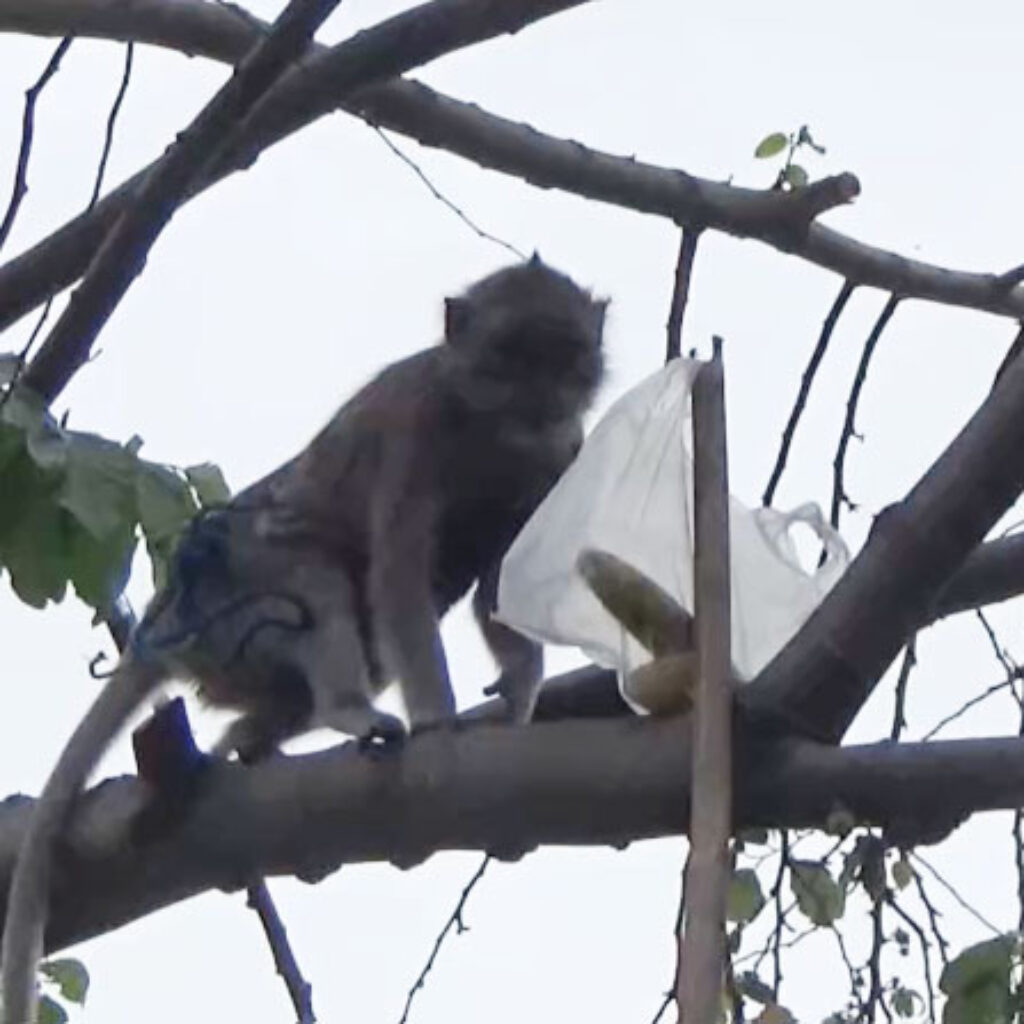 Warga Magetan Diresahkan Serangan Kera Liar Diduga Dari Hutan Lawu