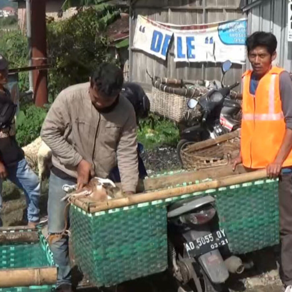 Berkah Tukang Ojek Kambing di Lereng Lawu Jelang Idul Adha