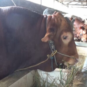 Presiden Prabowo Subianto Beli Sapi Kurban Berbobot Satu Ton