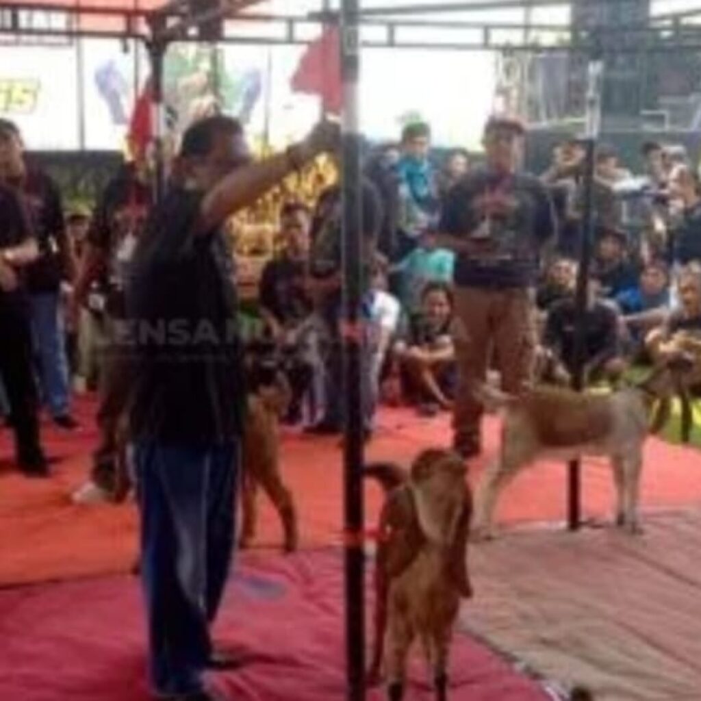Gugah Semangat Peternak Pasca Wabah ,DPRD Kabupaten Blitar Dukung Kontes Kambing