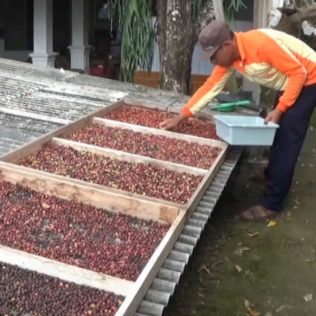 Penjaga Sekolah Sukses Budidaya Kopi Omset Jutaan Rupiah Perbulan