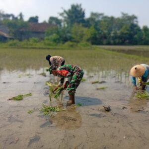 Ketersediaan Air Mumpuni, Babinsa Desa Maron Ajak Petani Percepat Masa Tanam Kedua