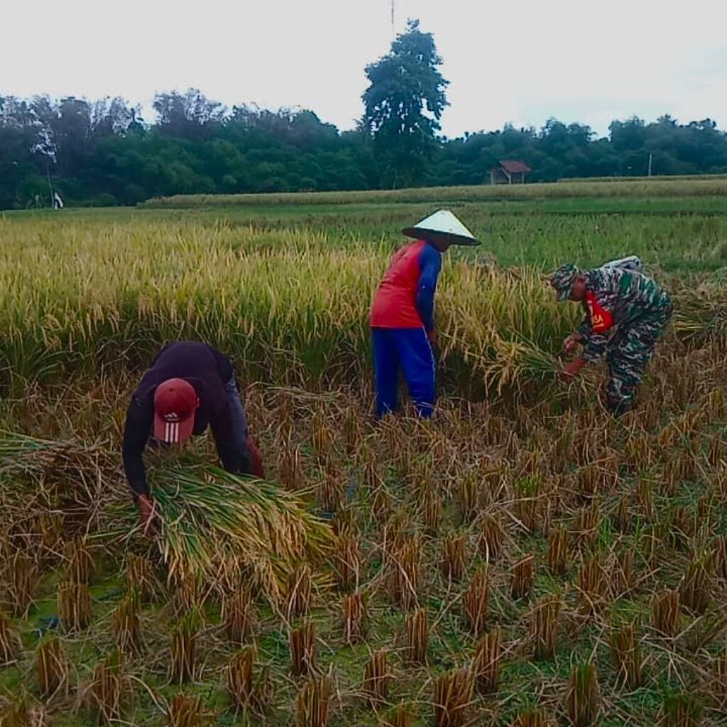 TNI Dampingi Petani Wujudkan Ketahanan Pangan di Blitar