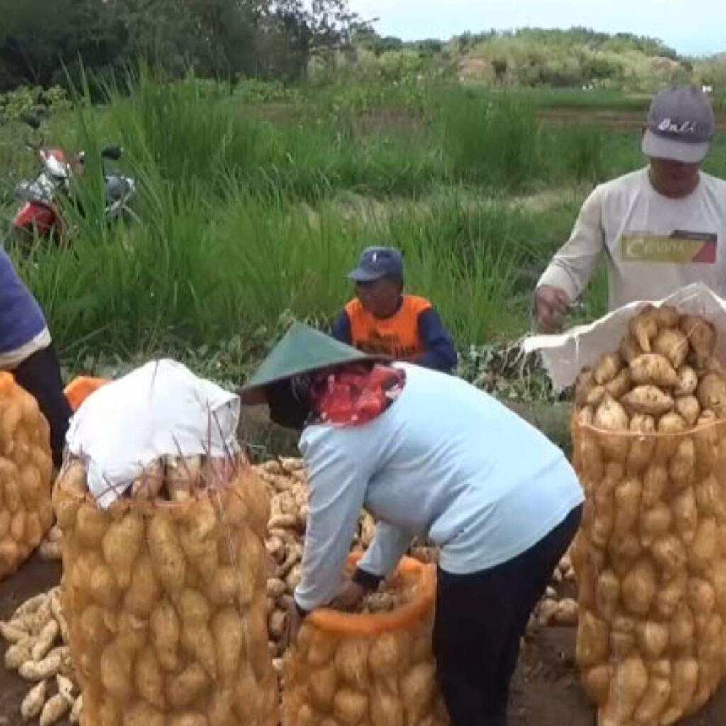 Kemarau Berkah Bagi Petani Ketela Rambat di Magetan