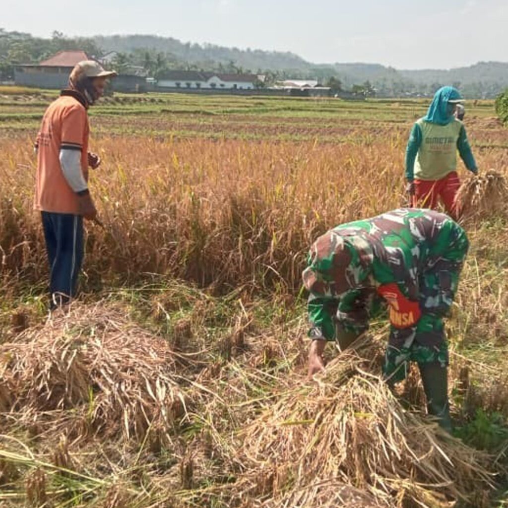 Dampingi Panen Padi, Wujud Nyata Kepedulian TNI terhadap Ketahanan Pangan