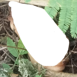 Gempar Ditemukan Potongan Tubuh Manusia di Kawasan Pacet Cangar