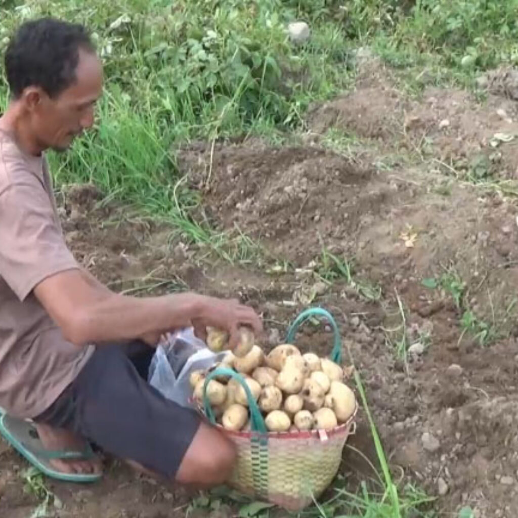 Petani Sayur Magetan Keluhkan Harga Kentang Turun