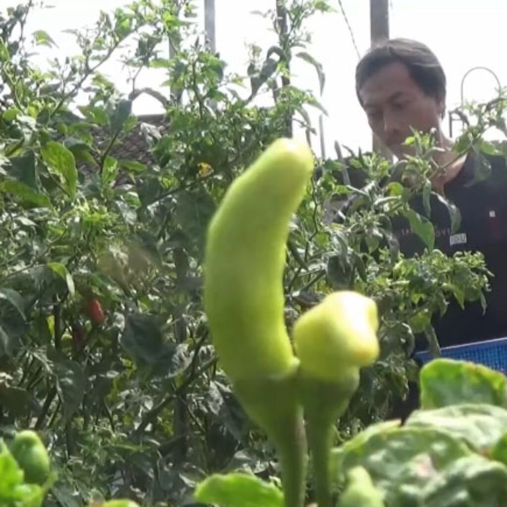 Panen Raya, Harga Cabe Petani di Magetan Anjlok