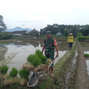 Sinergi TNI dan Rakyat, Babinsa Bantu Petani Tanam Padi di Kecamatan Talun