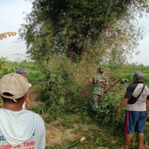 Gotong – Royong Babinsa Kelurahan Bence Bersama Warga Bersihkan Ranting Bambu Yang Menutupi Akses Jalan Persawahan