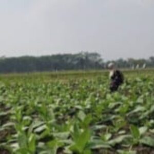 Petani Tembakau & Buruh Rokok Terima Manfaat  BLT DBHCHT Dari Pemkab Blitar