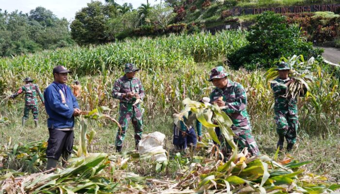 Dukung Ketahanan Pangan, Anggota Satgas TMMD Bantu Warga Panen Jagung 