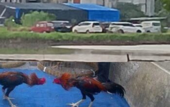 Judi Sabung Ayam Sedati, Warga Pertanyakan Sikap Polsek dan Lurah
