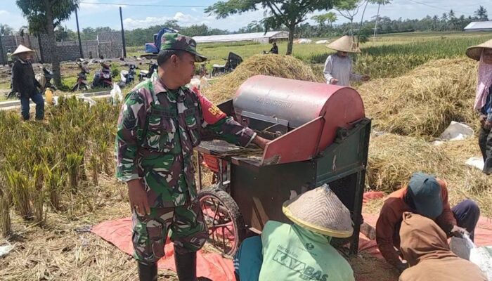 Wujudkan Ketahanan Pangan Nasional, Babinsa Ngadirenggo Dampingi Petani Panen Padi