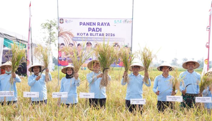 Sinergi Muspida Kota Blitar dalam Panen Raya, Wujudkan Kemandirian Pangan Daerah