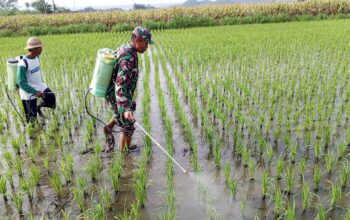 Dukung Ketahanan Pangan, Babinsa Satrean Turun Langsung Dampingi Perawatan Padi Petani Lokal