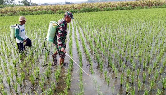 Dukung Ketahanan Pangan, Babinsa Satrean Turun Langsung Dampingi Perawatan Padi Petani Lokal
