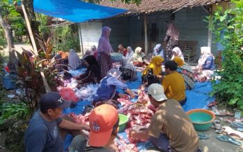 Pimpinan Cabang Muhammadiyah Karangjati, Ngawi Gelar Penyembelihan Qurban, H+2 Hari Raya Idhul Adha.