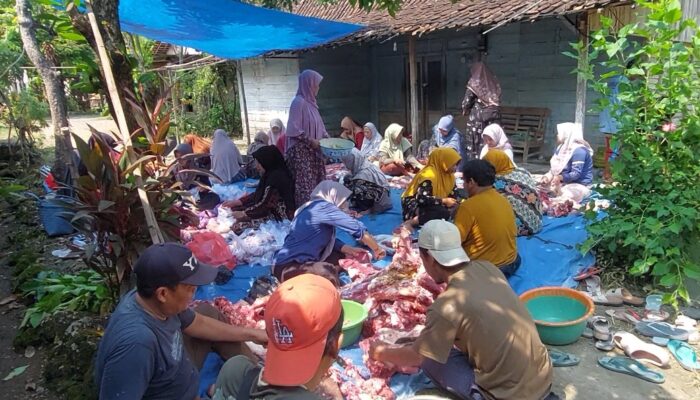 Pimpinan Cabang Muhammadiyah Karangjati, Ngawi Gelar Penyembelihan Qurban, H+2 Hari Raya Idhul Adha.