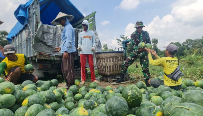 Sukses Panen Raya 10 Ton Semangka, Kompi Produksi Kodim 0808/Blitar Terapkan Konsep Pertanian Terpadu di Srengat