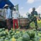 Sukses Panen Raya 10 Ton Semangka, Kompi Produksi Kodim 0808/Blitar Terapkan Konsep Pertanian Terpadu di Srengat