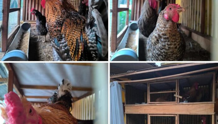 Dari 10 Ekor Jadi Ratusan, Aman Surya Buktikan Kemandirian Pangan Lewat Peternakan Ayam Kuntara Terintegrasi