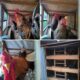 Dari 10 Ekor Jadi Ratusan, Aman Surya Buktikan Kemandirian Pangan Lewat Peternakan Ayam Kuntara Terintegrasi