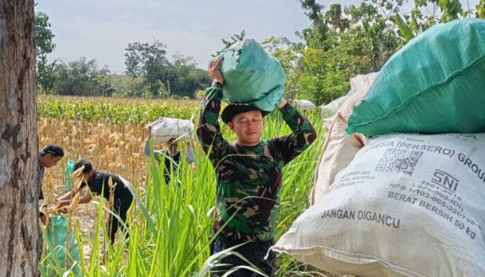 Tidak Hanya Proyek, Satgas TMMD Kodim 0802/Ponorogo Juga Bantu Warga Panen Jagung