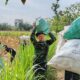 Tidak Hanya Proyek, Satgas TMMD Kodim 0802/Ponorogo Juga Bantu Warga Panen Jagung