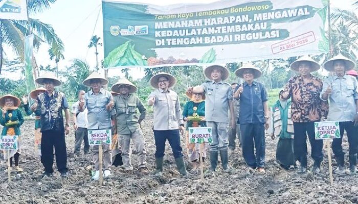 Pemkab Bondowoso Resmi Buka Tanam Raya Tembakau 2026