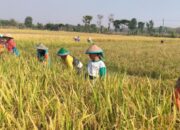 Si-PDPS Kementan Mencatat, Produksi Padi di Ngawi Periode Januari-September  2026 Capai 659,454 Ton