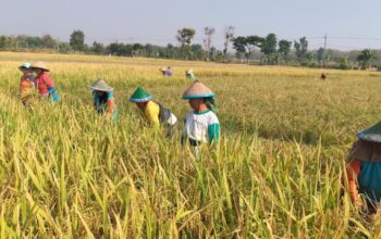 Si-PDPS Kementan Mencatat, Produksi Padi di Ngawi Periode Januari-September  2026 Capai 659,454 Ton